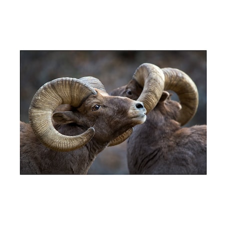 Verdon  'Bighorn Sheep Ovis Canadensis' Canvas Art, 12x19